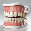 人牙模型